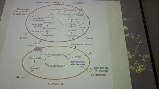 Biosíntesis de ácidos grasos [upl. by Jedediah]