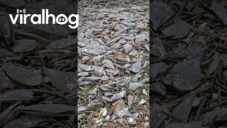 Empty Pen Shells Wash Up On Beach After Hurricane  ViralHog [upl. by Harday306]