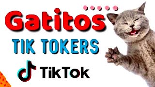 GATITOS de TIKTOK 😸 Gatos TikTokers COMPILACIÓN de Videos [upl. by Yecies]