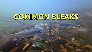 Common Bleaks and Loud Motorboat Sound underwater in the Danube River [upl. by Parthinia956]