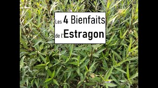 Les bienfaits de lEstragon [upl. by Schnur]