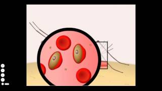 Malaria Life Cycle [upl. by Aicilic]