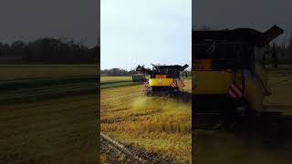 Riz de Camargue 2024 🌾 camargue drone riz rice farming25 harvest moisson [upl. by Clem]