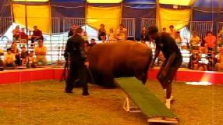 Zerbini Family Circus Buffalo Falling during show [upl. by Elvina]