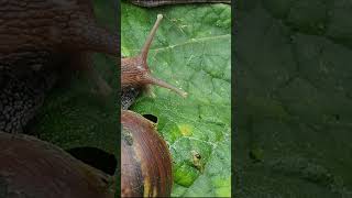 Want a Thriving Baby Snail Fix This One Simple Mistake Now 14 [upl. by Esya]