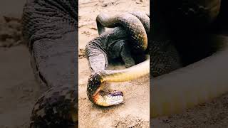 Dragão de Komodo vs Cobra Batalha Mortal 🐍 [upl. by Salem]