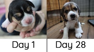 Beagle Puppies from Birth to 4 weeks [upl. by Sullivan21]