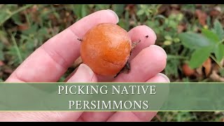 The Best Time to Pick Native Persimmons [upl. by Nauwaj]