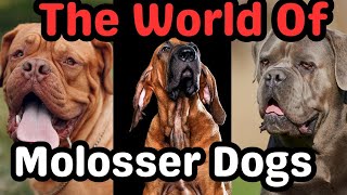 Exploring the World of Molosser Dogs History Breeds and Fascination dogsbreed dogs subscribe [upl. by Kentigera]