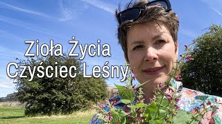 Zioła Życia  Czyściec Leśny [upl. by Grimaud]