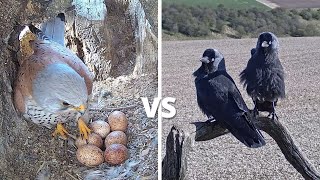 Kestrel vs Jackdaw  Brutal Fight To Defend 6 Kestrel Bird Eggs  Mr amp Mrs Kes  Robert E Fuller [upl. by Devonna904]