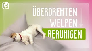 Überdrehten Welpen beruhigen 8 einfache TopTipps [upl. by Ainirtak204]