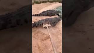 chasing alligators with shovel [upl. by Elnora951]