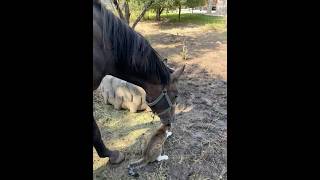 Why is he doing this horse horsetraining equestrian horsemaster horselover horsetrainer [upl. by Anitselec755]