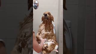 Bathing the dogdogdogsfunny dog shortvideo shorts funnyyoutubeshorts [upl. by Brigham]