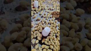 300 birds poultry farming cost cheeks aane perdhyan rakhen poultry funny video 2024 [upl. by Indys47]