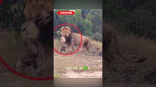 Wild Dog vs Lion shorts viralvideo [upl. by Edras]