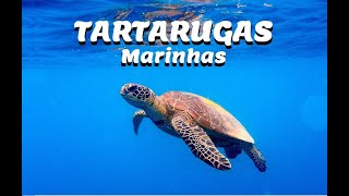 Documentário  Tartarugas marinhas  Completo [upl. by Berty]