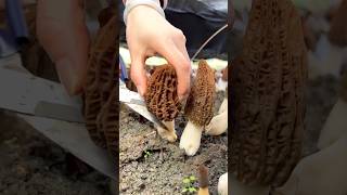 Harvest MORCHELLA True Morels  The most EXPENSIVE mushroom satisfying HappyFarm85 [upl. by Joannes]