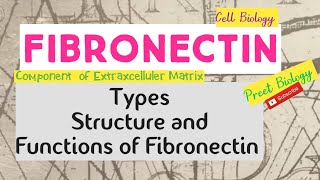 Fibronectin ll Extracellular Matrix ll Cell Biology [upl. by Diella214]