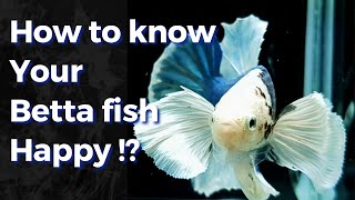 10 Signs of Happy Betta fish [upl. by Gaskin701]