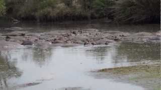 Grumeti River Camp  Hippo Pool  July 2012 [upl. by Pinchas]