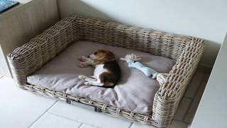 BEAGLE PUPPY PLAYING FETCH AT 10 WEEKS OLD CUTE BEAGLE PUPPY LOUIE [upl. by Tullusus]