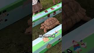 Qui va Gagner cette Fameuse Course  🐰🐢 [upl. by Gytle]