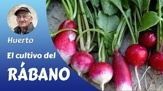 𝗥𝗔𝗕𝗔𝗡𝗢 El cultivo completo del Rábano en el huerto familiar [upl. by Eninnaj729]