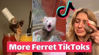 FERRETS Taking Over TikTok  FUNNIEST Trending [upl. by Ardaid]