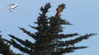 Red Tail Hawks mating [upl. by Allerbag]