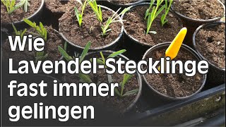 Lavendel durch Stecklinge vermehren  Schritt für Schritt Anleitung [upl. by Anitak]