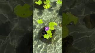 Water Lily plant  shorts trending waterplants waterlily gardening garden plants water [upl. by Aubine]