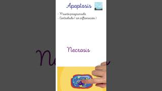 🔬 Apoptosis vs Necrosis medicina salud ciencia patología histologia semiologia [upl. by Wallford]