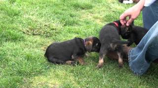 Kilcreggan Border Terrier puppies  9 weeks [upl. by Bilicki]