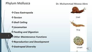 Phylum Mollusca Class Gastropoda Torsion Locomotion Digestion Reproduction and Development [upl. by Lukas236]