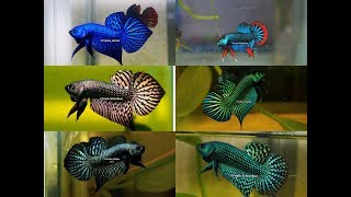 Wild betta Compilation of the most beautiful types by Franksbettas [upl. by Yengac]