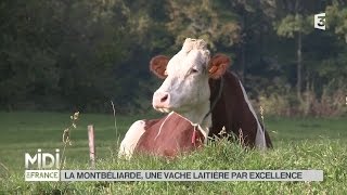 ANIMAUX  La Montbéliarde une vache laitière par excellence [upl. by Abil]