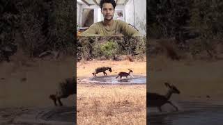 bhadeya Attack wildlfe animals funnyanimals lion [upl. by Amlet]