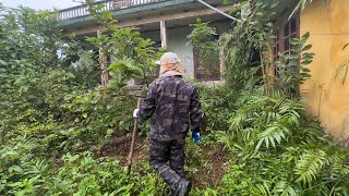 Neighbors say this is a mysterious forest that is challenging to clean up ASMR [upl. by Cohlette]