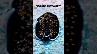 A brief introduction to 😘marine flatworm🥰 [upl. by Nnalatsyrc716]