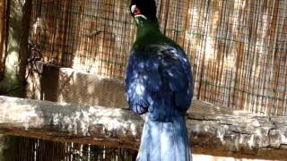 Hartlaub turaco [upl. by Crowell]