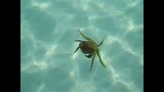 Underwater Video of Crab Swimming [upl. by Niwled]