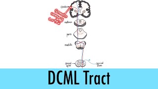 Neurological Pathways 02  Dorsal Column Medial Lemniscus DCML [upl. by Lotsirhc980]