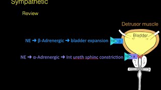 Autonomic innervation of the Bladder [upl. by Elaweda]