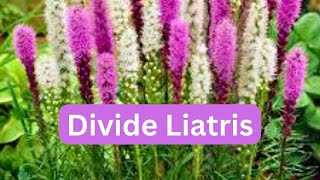 How To Divide Liatris Blazing Star Gayfeather [upl. by Anaujit]