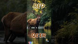 Different Deer Names  Stags  Roebuck deer roebuck elk reddeer [upl. by Yim]