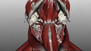 Neck Muscles Anatomy  Anterior Triangle  Part 1 [upl. by Aneem2]