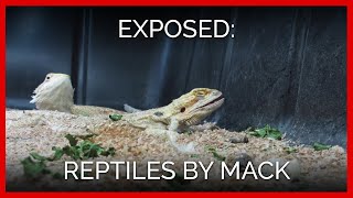 A Longer Look Inside Reptiles by Mack [upl. by Ainola]