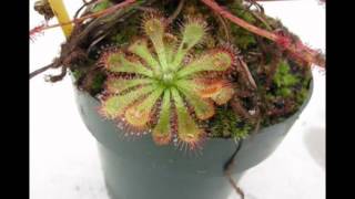 Drosera spatulata timelapse [upl. by Patten487]